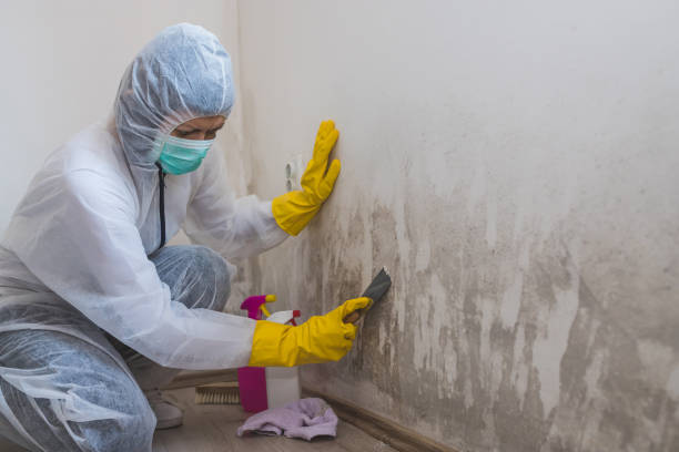 Best Home Mold Removal  in Budd Lake, NJ