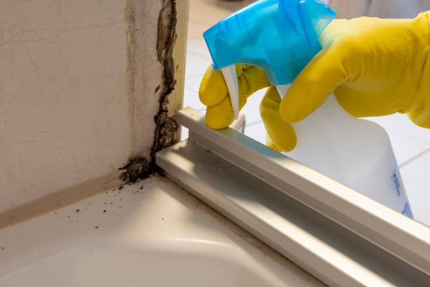 Best Local Mold Removal Service  in Budd Lake, NJ