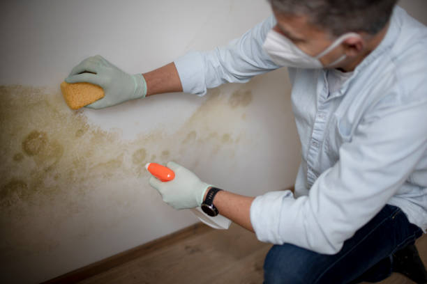 Best Best Mold Removal Companies  in Budd Lake, NJ