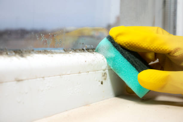 Best Home Mold Removal  in Budd Lake, NJ