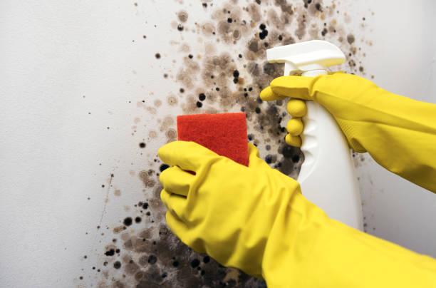 Best Mold Removal Company Near Me  in Budd Lake, NJ