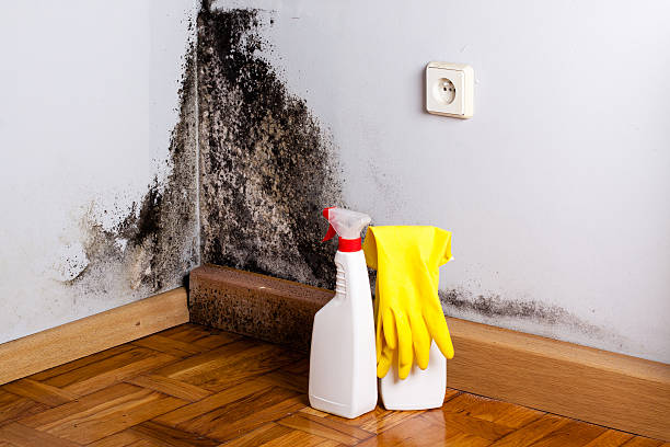 Best Certified Mold Removal  in Budd Lake, NJ