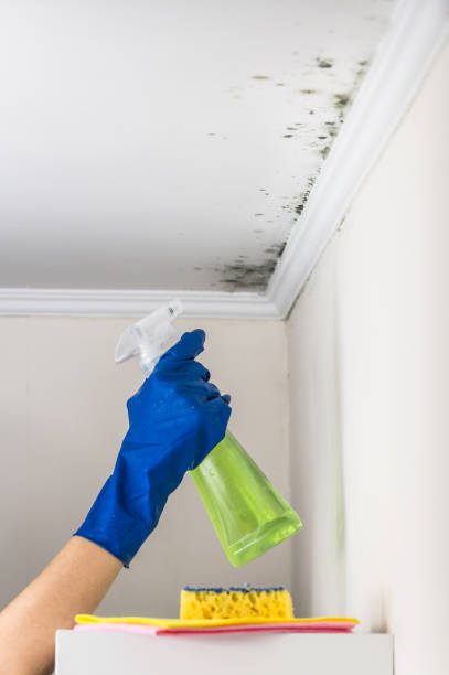 Best Mold Damage Repair  in Budd Lake, NJ